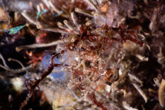 CoralTriangleLembeh-202211-195