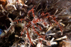 CoralTriangleLembeh-202211-196