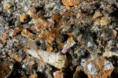 CoralTriangleLembeh-202211-197