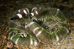 CoralTriangleLembeh-202211-198