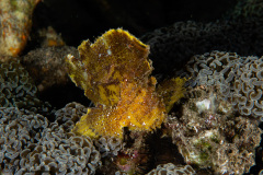 CoralTriangleLembeh-202211-199