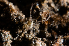 CoralTriangleLembeh-202211-200