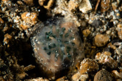 CoralTriangleLembeh-202211-202