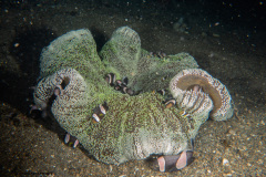 CoralTriangleLembeh-202211-203