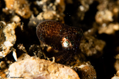 CoralTriangleLembeh-202211-204