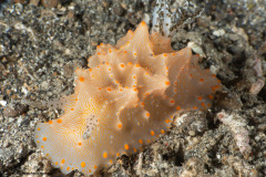 CoralTriangleLembeh-202211-207