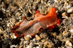 CoralTriangleLembeh-202211-208