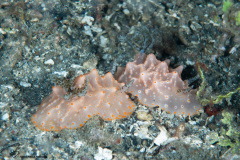 CoralTriangleLembeh-202211-209