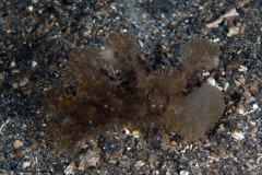 CoralTriangleLembeh-202211-210