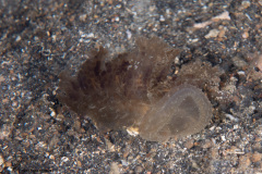 CoralTriangleLembeh-202211-212