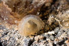 CoralTriangleLembeh-202211-214