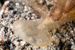 CoralTriangleLembeh-202211-215