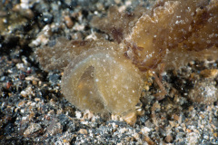 CoralTriangleLembeh-202211-217