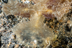 CoralTriangleLembeh-202211-218