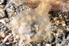 CoralTriangleLembeh-202211-219