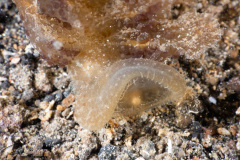 CoralTriangleLembeh-202211-220