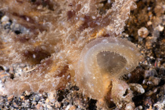 CoralTriangleLembeh-202211-221