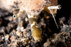 CoralTriangleLembeh-202211-224