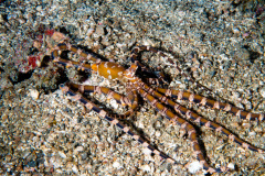 CoralTriangleLembeh-202211-226