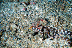 CoralTriangleLembeh-202211-227