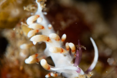 CoralTriangleLembeh-202211-230