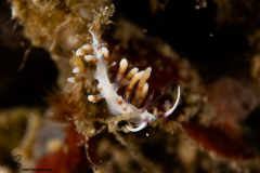 CoralTriangleLembeh-202211-231