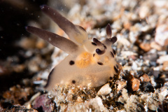 CoralTriangleLembeh-202211-232