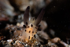 CoralTriangleLembeh-202211-233