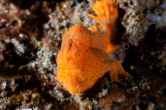 CoralTriangleLembeh-202211-234