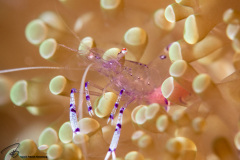 CoralTriangleLembeh-202211-237