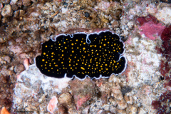 CoralTriangleLembeh-202211-238