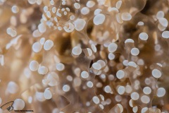 CoralTriangleLembeh-202211-239