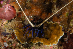 CoralTriangleLembeh-202211-240