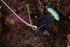 CoralTriangleLembeh-202211-241