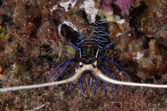 CoralTriangleLembeh-202211-242