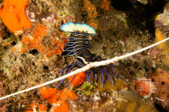 CoralTriangleLembeh-202211-243