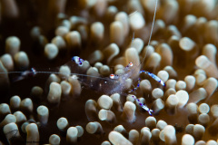 CoralTriangleLembeh-202211-245