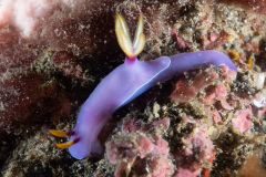 CoralTriangleLembeh-202211-247