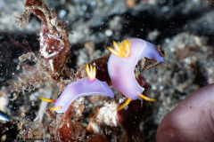 CoralTriangleLembeh-202211-248