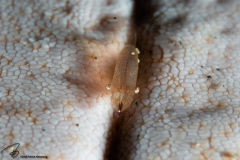 CoralTriangleLembeh-202211-249