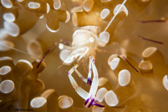 CoralTriangleLembeh-202211-251