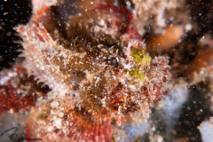 CoralTriangleLembeh-202211-252