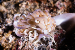 CoralTriangleLembeh-202211-253