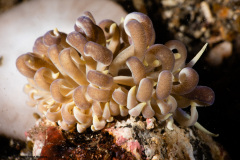 CoralTriangleLembeh-202211-254