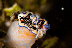 CoralTriangleLembeh-202211-255