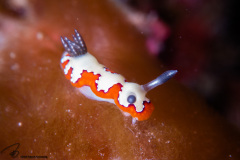 CoralTriangleLembeh-202211-256