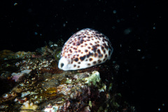 CoralTriangleLembeh-202211-257