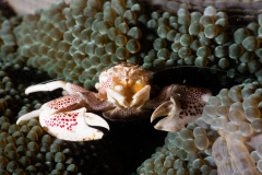 CoralTriangleLembeh-202211-258