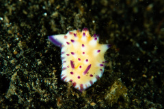 CoralTriangleLembeh-202211-259