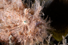 CoralTriangleLembeh-202211-260